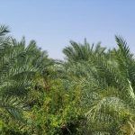 خرمای مضافتی؛ چرا این خرمای خوش‌خوراک جنوب، همیشه در صدر سبد خرید خانواده‌هاست؟