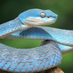 راز بقا در خزندگان: چگونه مارها با ادرار کریستالی از بیماری پیشگیری میکنند؟