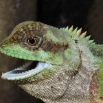 کشف گونه جدید مارمولک با خارهای تیز و چاقومانند در ویتنام