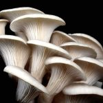 حافظه رایانهای از قارچها؛ انقلاب در فناوریهای پایدار آینده