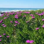 یورش خاموش آیس پلنت‌ها به سواحل؛ تهدید زیبای اکولوژیک