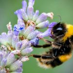 حمله مورچه‌های مهاجم به زنبورهای بامبوس و اثرات پنهان آن