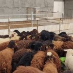 لیست قیمت دام زنده آپدیت روزانه