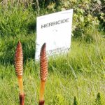 کشف ترکیب طبیعی گردو منچوریایی که بدون مواد شیمیایی علف‌های هرز را نابود می‌کند