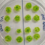 تاب‌آوری حتی در فضا؛ دانشمندان از بقای خزه در ایستگاه فضایی بین‌المللی شگفت‌زده شدند