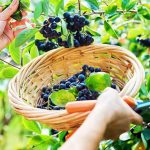 آب چوک‌بری: میوه سیاه‌طلایی برای کاهش قند و فشار خون