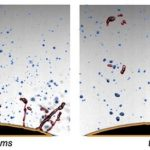 اگر می‌خواهید اشکتان موقع خرد کردن پیاز درنیاید، این راه ساده را امتحان کنید