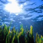 نابودی حیات نامرئی در مدیترانه؛ گرمایش و کمبود مواد مغذی عامل اصلی