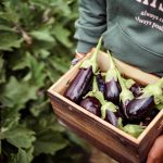 ابرقهرمان بنفش: فواید شگفت‌انگیز بادمجان برای سلامتی و کنترل قند خون!