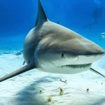 نجات کوسه‌های نادر: آیا هنوز امیدی برای بازگرداندنشان هست؟