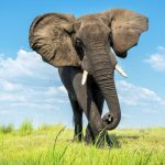 همزیستی فیل‌ها و کشاورزان در بوتسوانا با کمک زنبورها