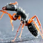 آسیب‌پذیری مورچه‌ها در برابر انگل‌ها در اقلیم‌های گرم