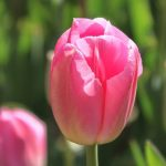 راز کمیابی گلبرگ‌های براق در طبیعت و جذابیت خطرناک آن‌ها