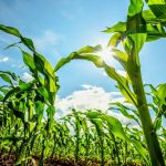 تأثیر رژیم‌های مدرن ذرت بر تکامل آفت‌ها و شکل‌گیری بال‌ها