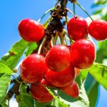 نقش پرنده شکارچی در حفاظت از باغ‌های گیلاس